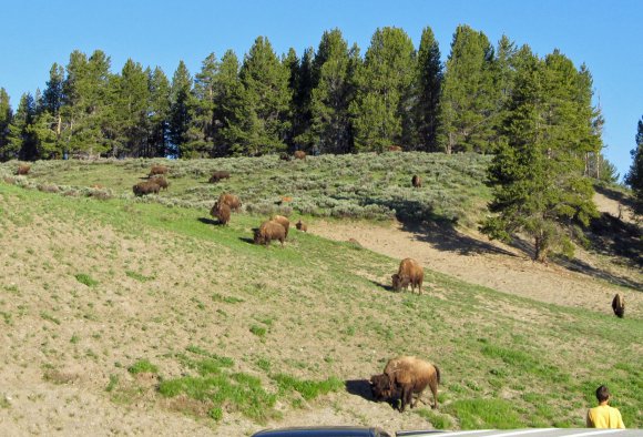 18 bison herd