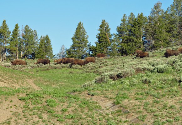 19 bison herd2