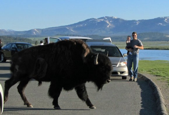 20 bison crossing nate benjamin