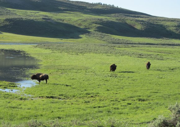 24 bison crossing