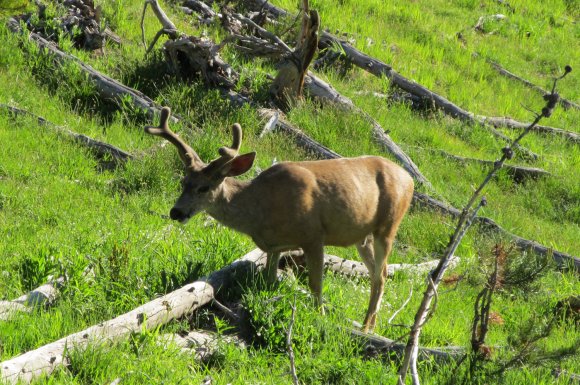 26 mule deer