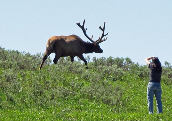 28 elk