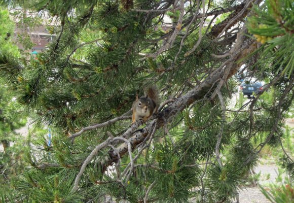 30 squirrel by old faithful