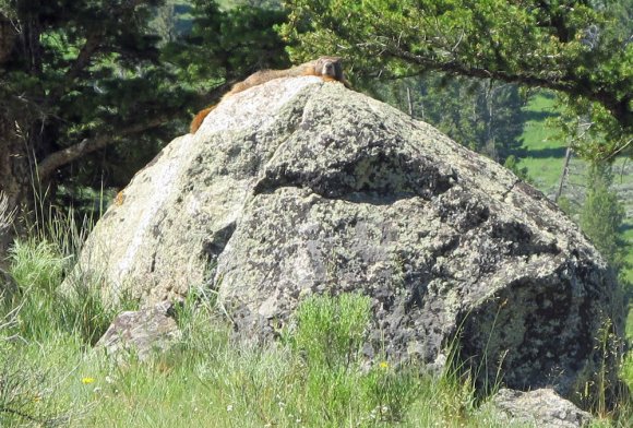 34 marmot on picnic trail