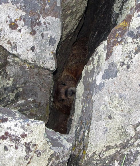 35 marmot on picnic trail