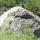 37 marmot on picnic trail