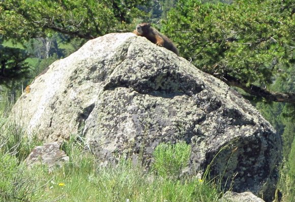 37 marmot on picnic trail