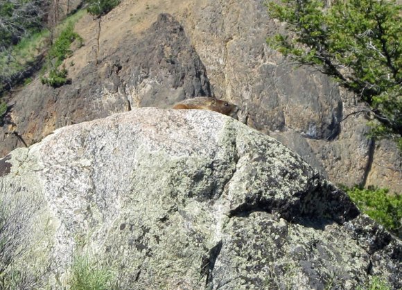 38 marmot on picnic trail