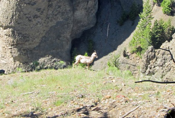 40 goat on picnic trail