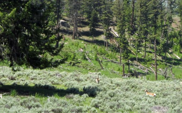 41 antelope on picnic trail