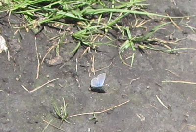 43 butterfly on picnic trail