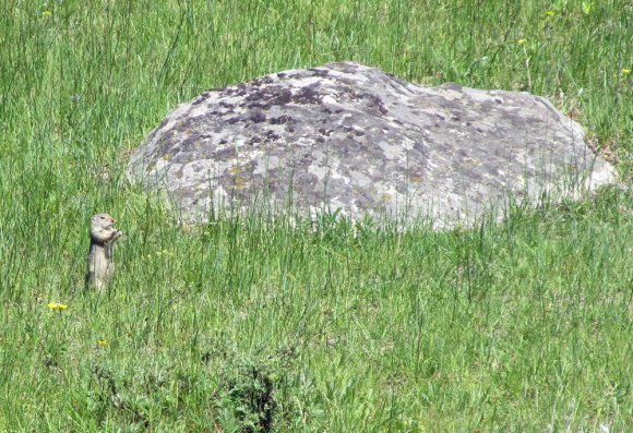 44 ground squirrel on picnic trail