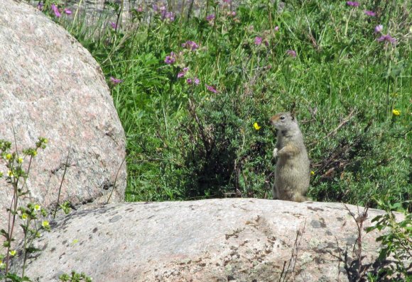 45 ground squirrel on picnic trail