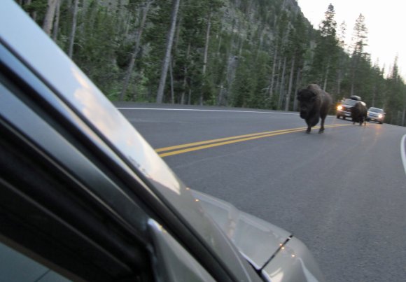 48 bison on road