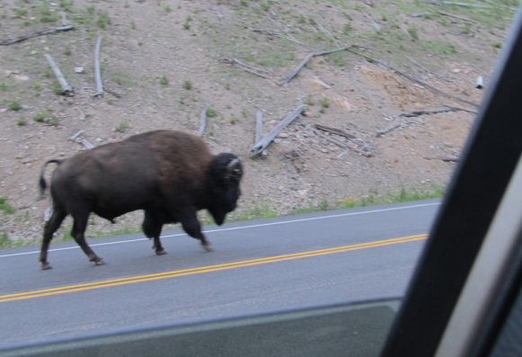 51 bison on road