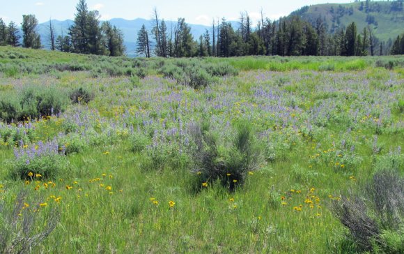 purple and yellow field