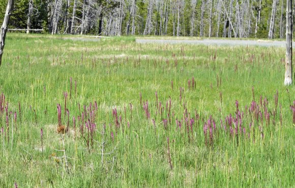 purple field