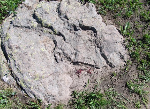 red growing on rock