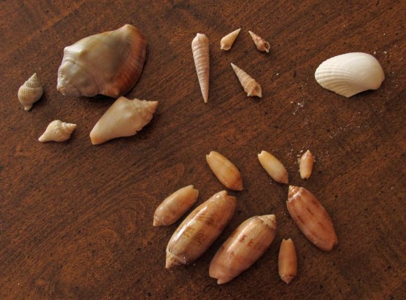 30 beccas shells