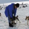 17 juneau dog sled