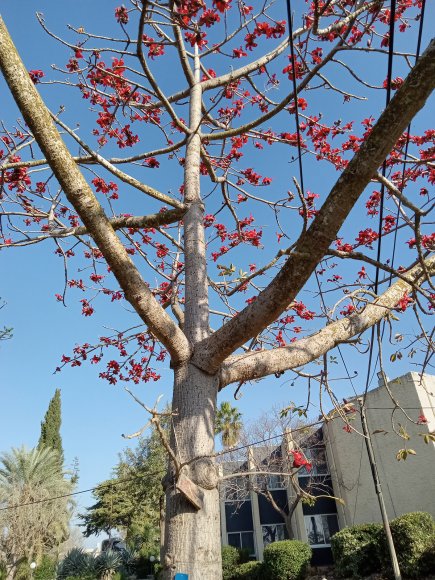 flower tree