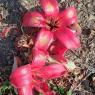 flower1