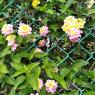 flowers (2)