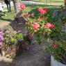 flowers (3)