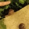 giant snails