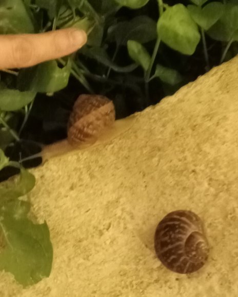 giant snails