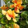 hibiscus (2)