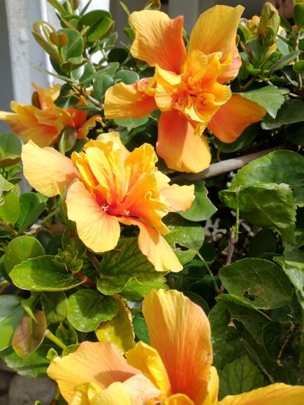 hibiscus (2)
