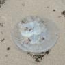 jelly fish