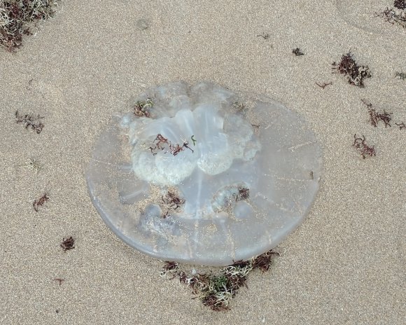 jelly fish