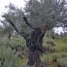 olive (5)