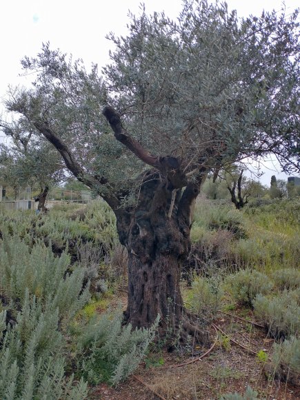 olive (5)