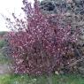 tree (2)